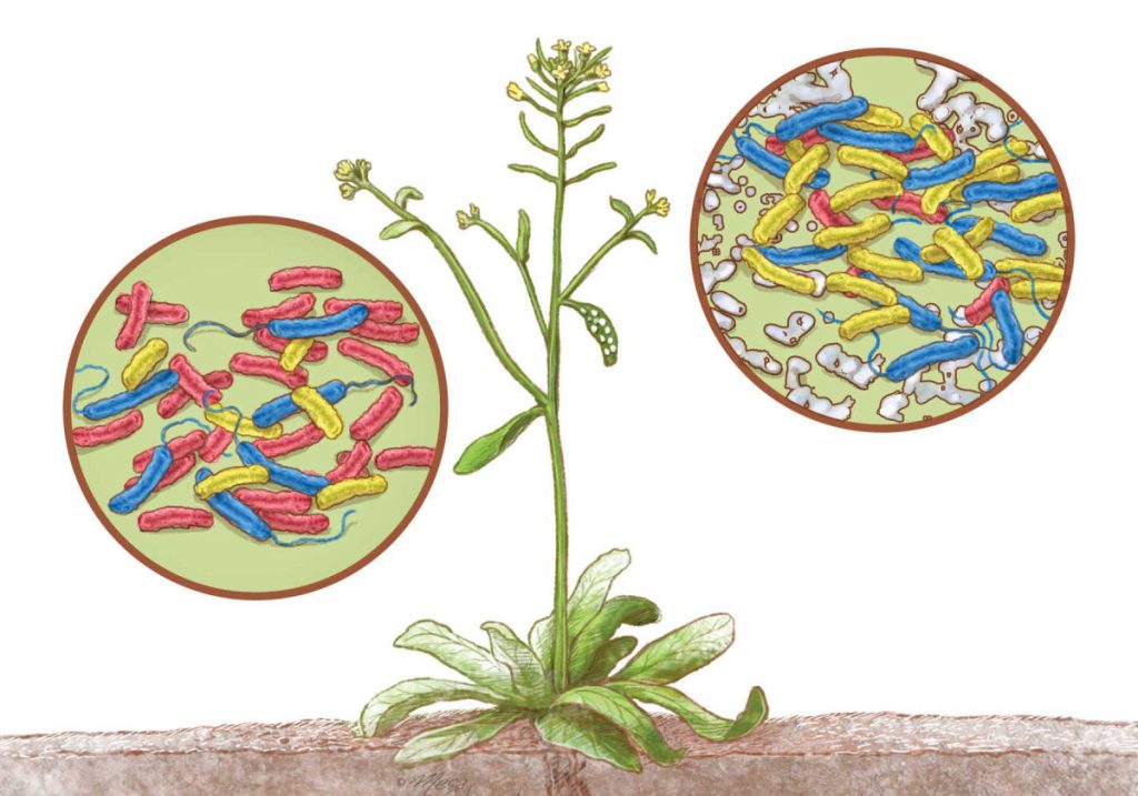plant-microbiome